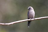 Dusky Woodswallow